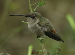 Myrtis fanny
