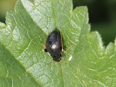 Halticini