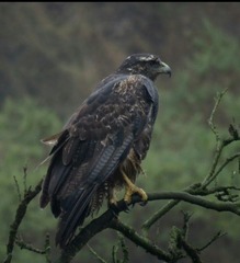 Geranoaetus melanoleucus