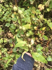 Campanula rapunculoides