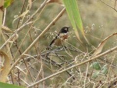 Saxicola rubicola