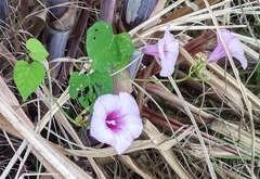 Ipomoea tiliacea