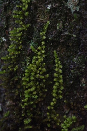 Fabronia pilifera observed 2020-09-22