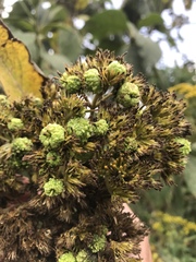 Verbesina crassiramea