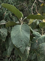 Verbesina crassiramea