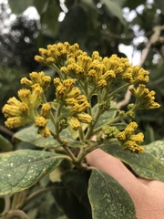 Verbesina crassiramea