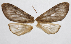 Pseudohemihyalea labecula
