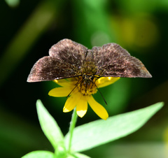 Carcharodini