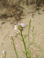 Cakile maritima euxina