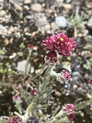 Pseudognaphalium roseum