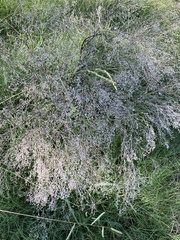 Gypsophila paniculata