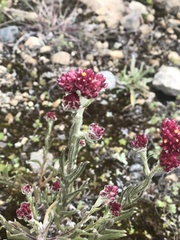 Pseudognaphalium roseum