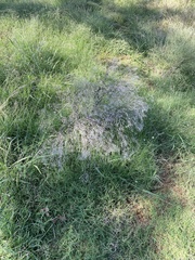 Gypsophila paniculata