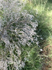 Gypsophila paniculata
