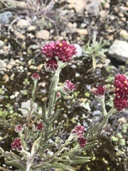 Pseudognaphalium roseum