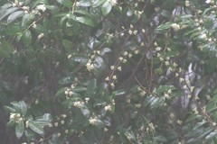 Aphloia theiformis