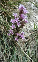 Gentianella anisodonta
