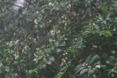 Aphloia theiformis