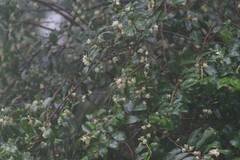 Aphloia theiformis