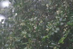 Aphloia theiformis