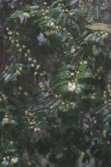Aphloia theiformis