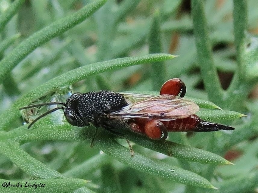Phasgonophora sulcata