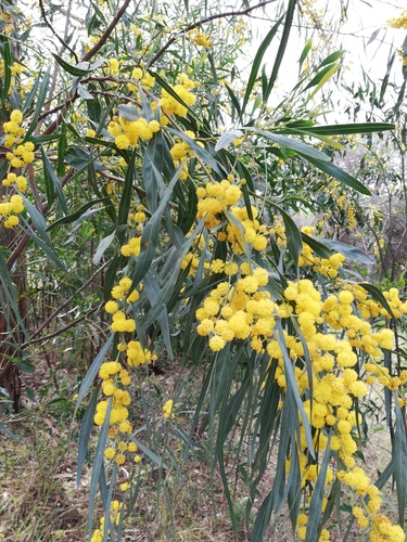 Acacia saligna (Labill.) H.L.Wendl.