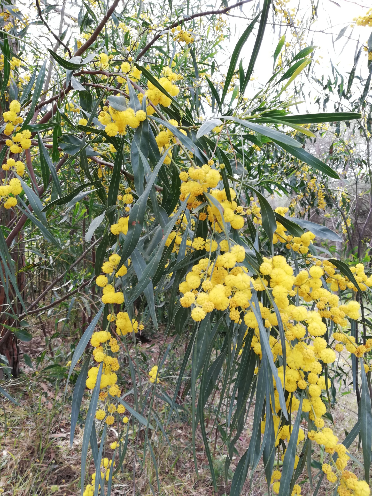 Acacia saligna