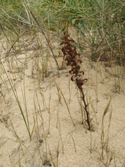 Phelipanche arenaria