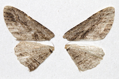 Stenoporpia dissonaria