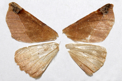Caripeta triangulata