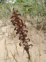 Phelipanche arenaria