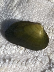 Lemiox rimosus