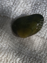 Lemiox rimosus