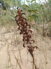 Phelipanche arenaria