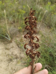 Phelipanche arenaria