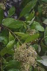 Brachylaena transvaalensis