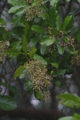 Brachylaena transvaalensis