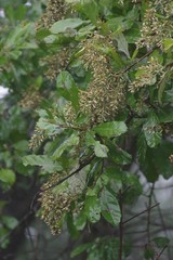 Brachylaena transvaalensis