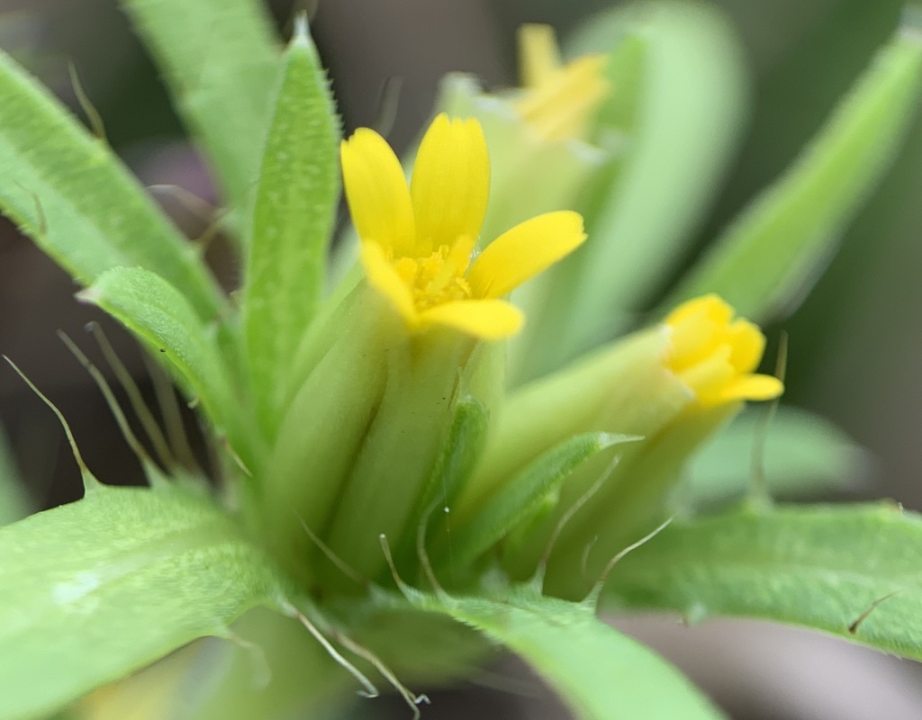 Chinchweeds
