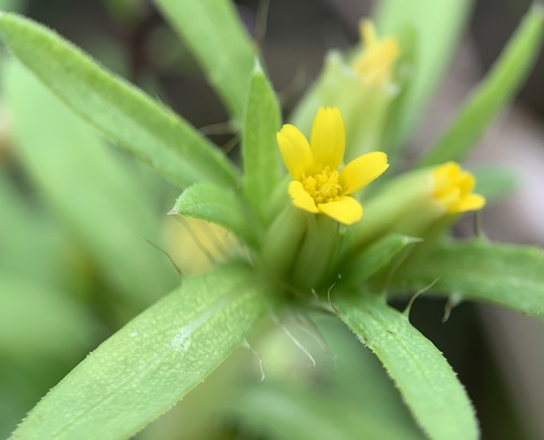 Pectis prostrata image