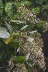 Brachylaena transvaalensis