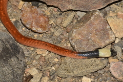 Pseudoboa nigra