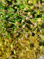 Rhyparochromus
