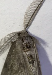 Nepytia pellucidaria