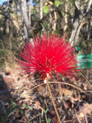 Calliandra dysantha