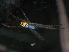 Cyrtophora cylindroides