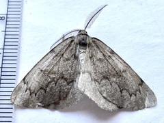 Nepytia pellucidaria