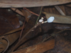 Didymoplexis pallens