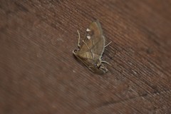 Lamprosema